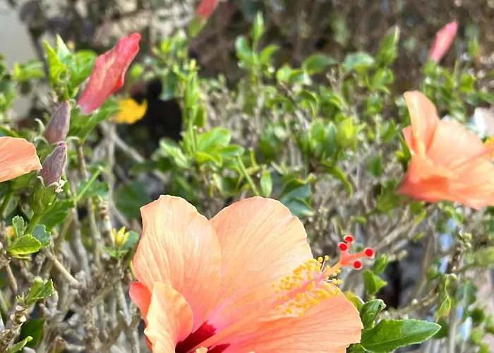 Boutique Penthouse Sea View Lägenhet